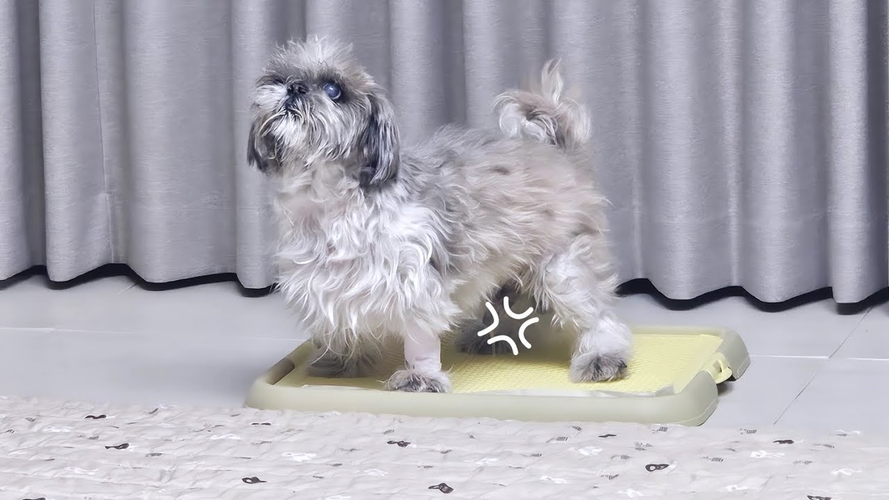 신나게 달리고 멋지게 쉬하는 둥이❤️