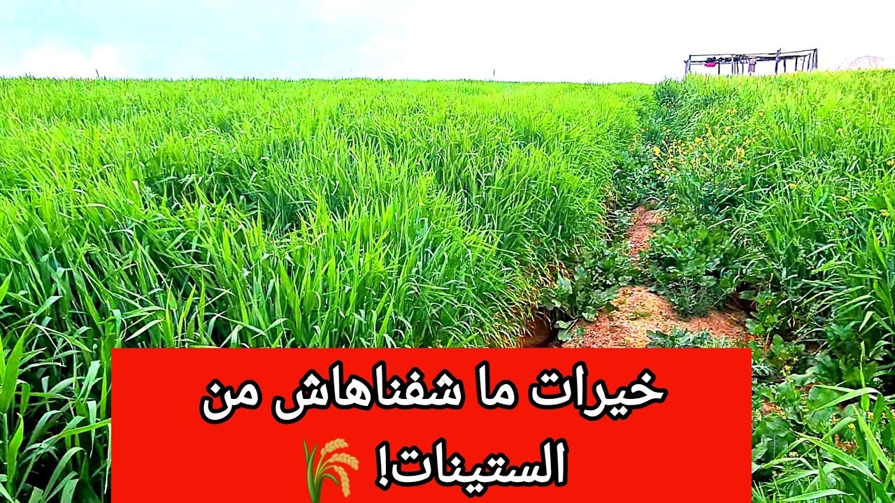 عاجل: خيرات غير مسبوقة في الزرع… الفلاحة كيقولوا رجعنا لسنوات الستينات!