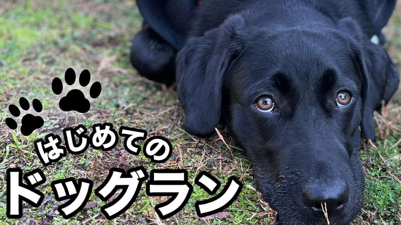 【ドッグランデビュー】怖がり子犬が、はじめてのお友達と仲良くできるのか…［ラブラドールレトリバー］