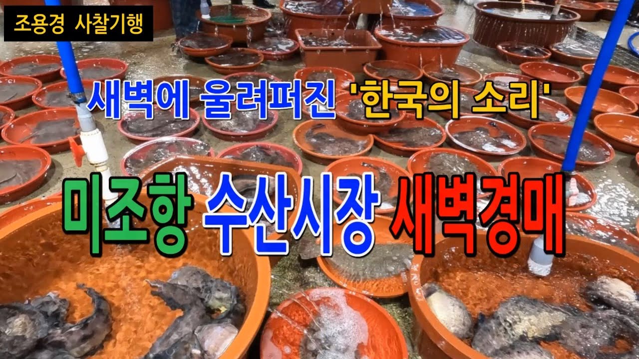 남해 미조항의 새벽경매, '한국의 새벽을 깨우는 소리',#염불소리와 같은 경매장의 소리