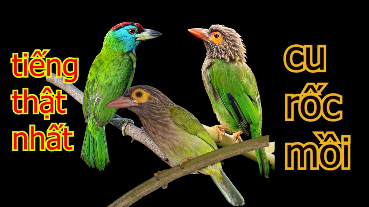 Tiếng chim cu rốc cực chuẩn gọi về beeeeeeem mỏi tay