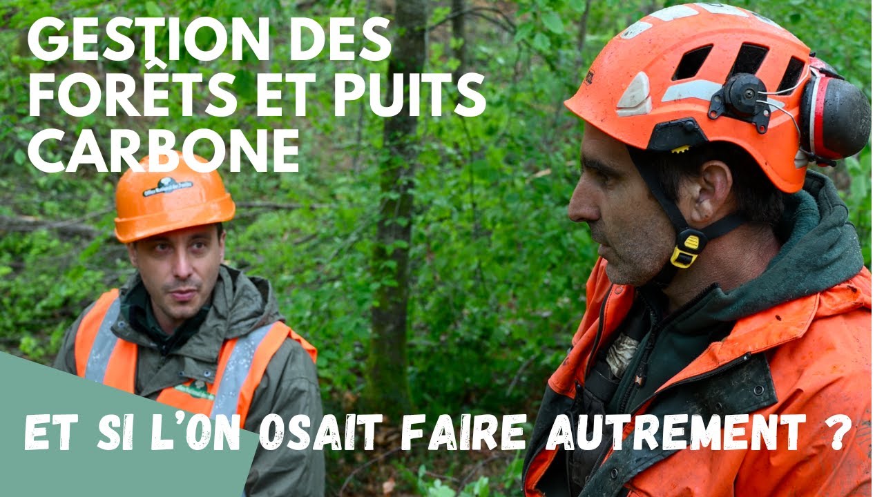 Exploitation forestière par mât câble