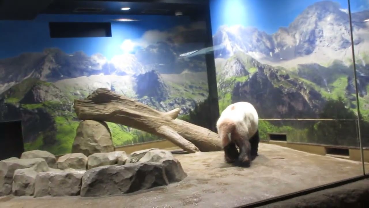 シャオシャオ　上野動物園　2026年1月20日