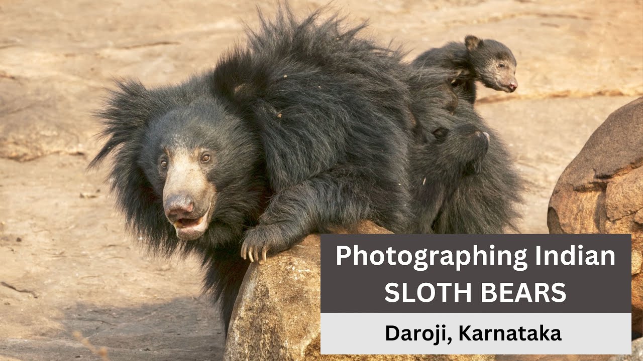 The ABSOLUTE BEST Way to Capture SLOTH BEARS at Daroji Sanctuary in Karnataka