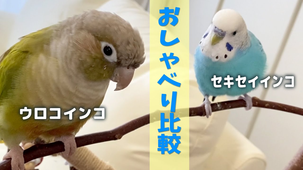 インコのお喋り比較　Speech Comparison Between Budgerigar and Green-cheeked Parakeet