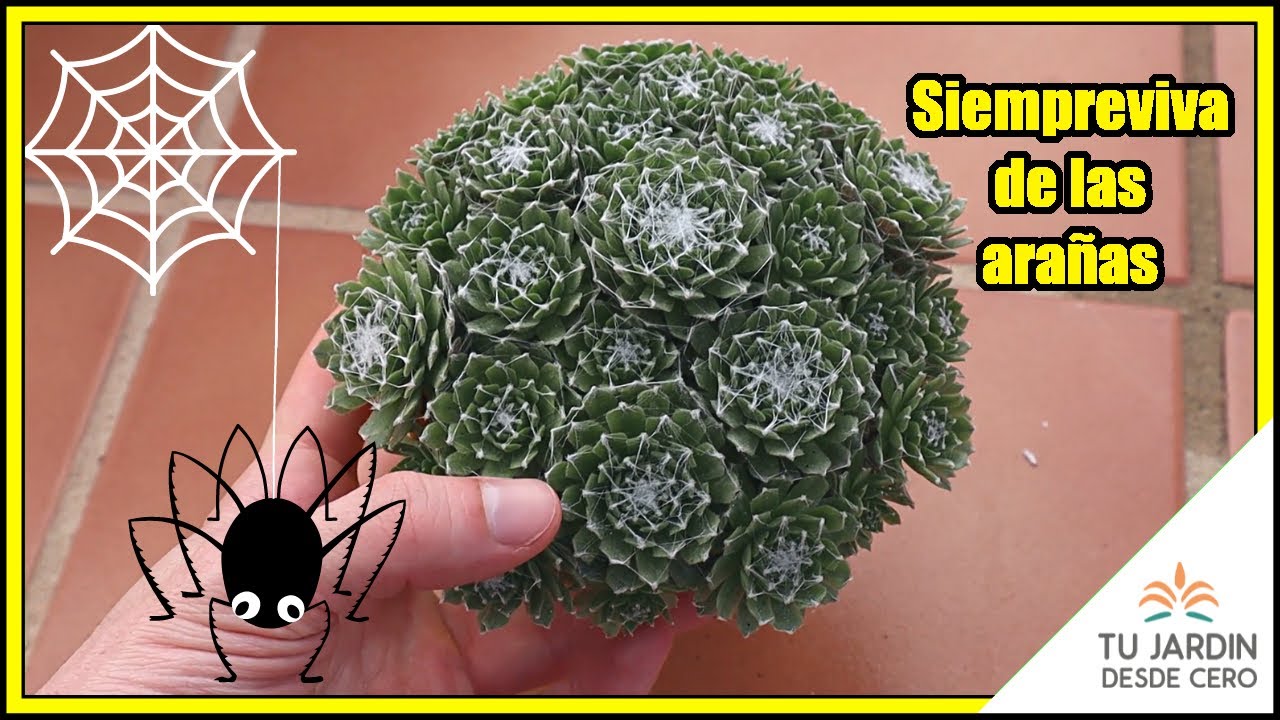 &iquest;C&oacute;mo ES? + CUIDADOS de Sempervivum arachnoideum [Siempreviva de Telara&ntilde;as o Siempreviva de Ara&ntilde;as]🌱