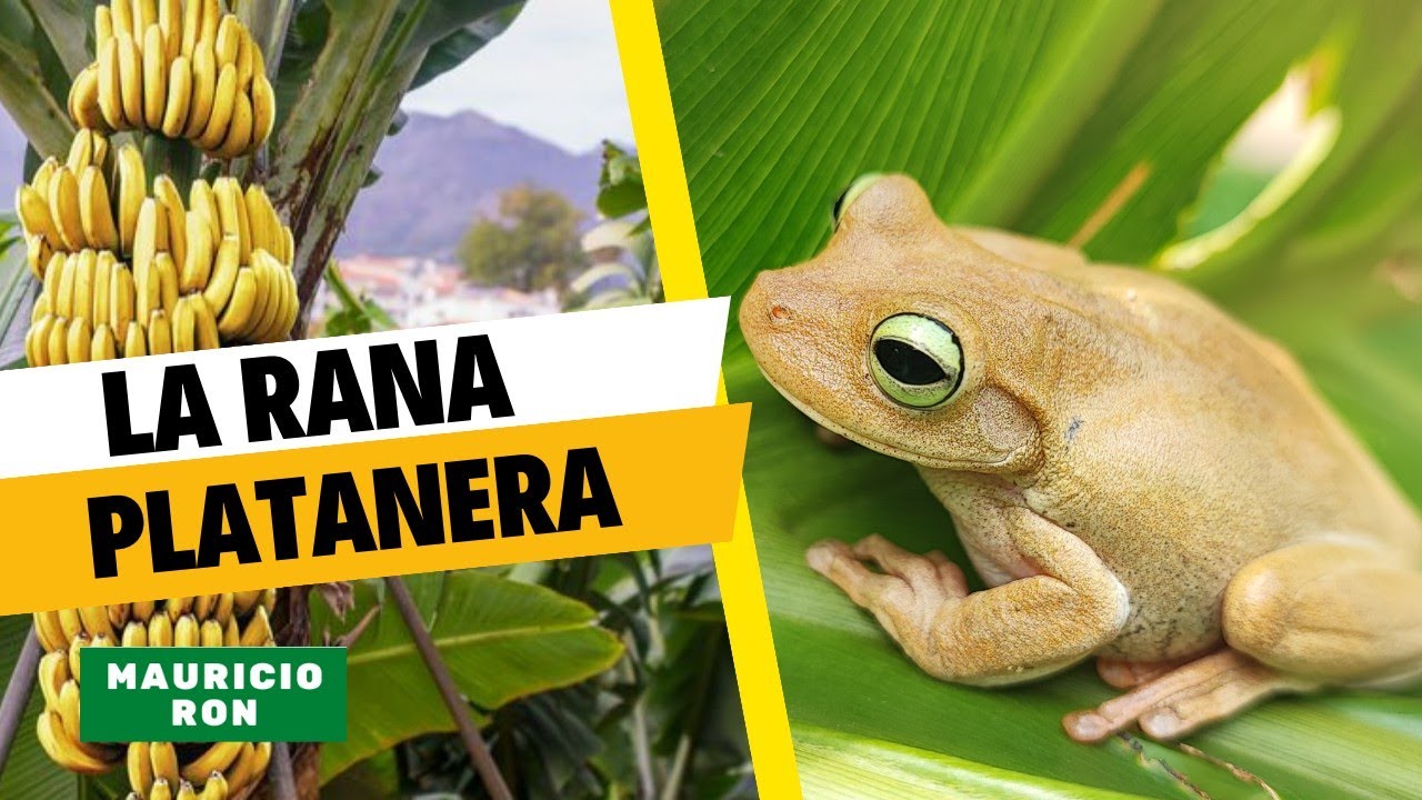 La rana 