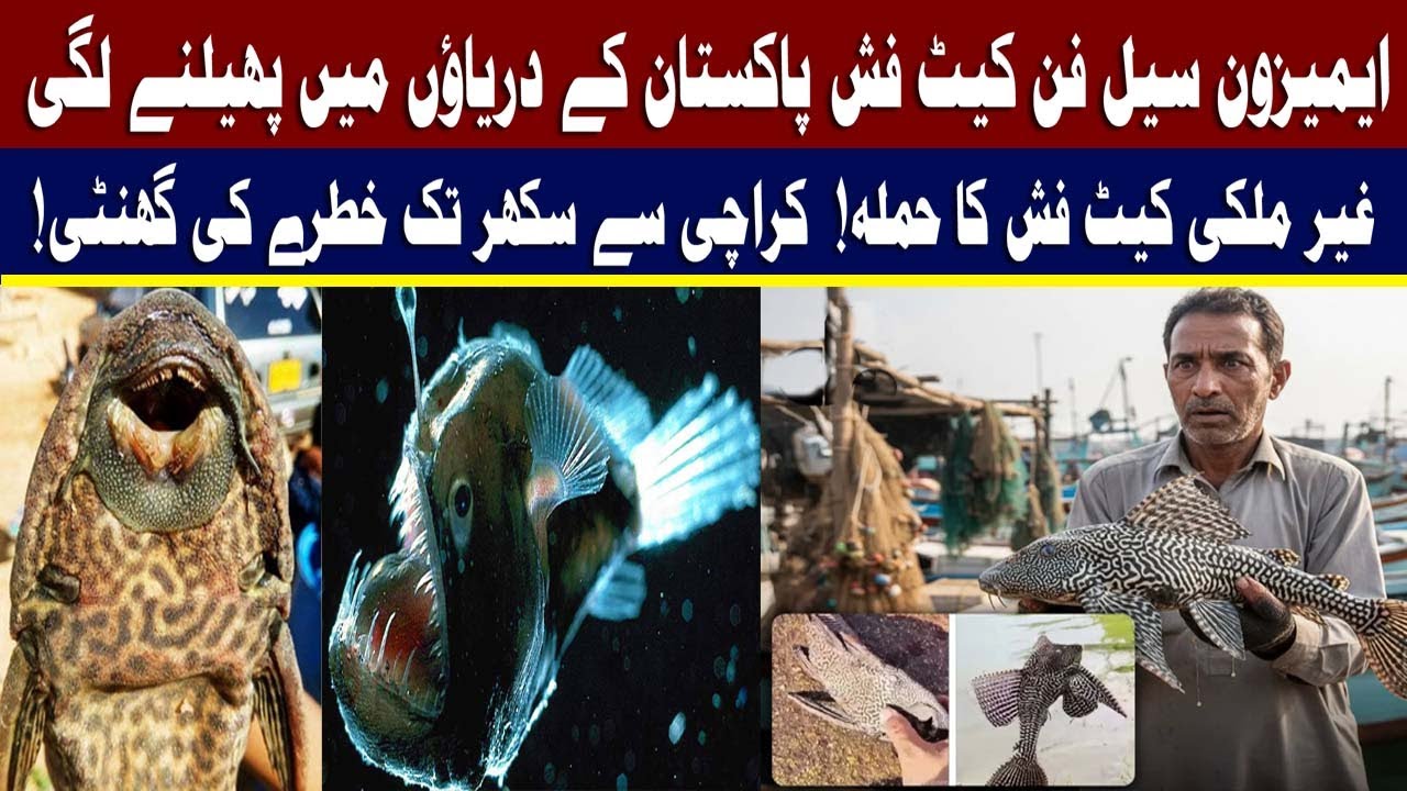 Amazon ki khatarnaak catfish Pakistan Men Aagai | Sailfin catfish Ne Dar Ka Mahool Paida Kardia