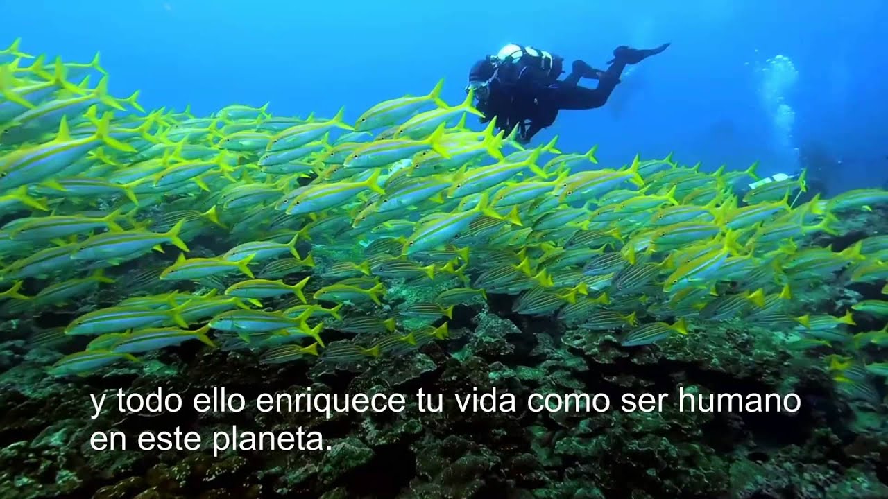 PADI - The Way The World Learns To Dive - Espa&ntilde;ol