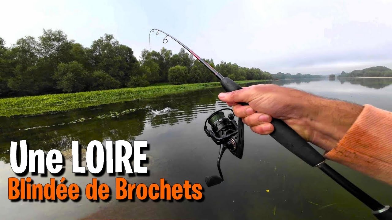 PÊCHE en LOIRE : C'est blindé de BROCHETS !!!