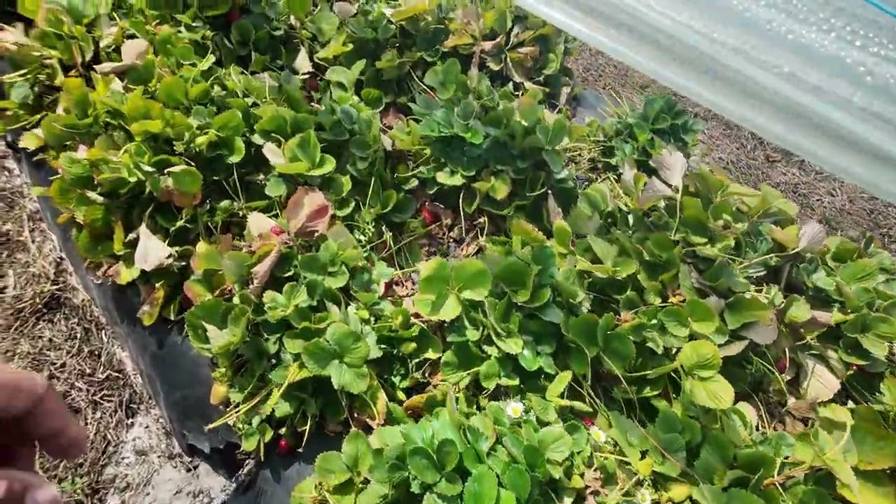Pick your own strawberry - Bullsbrook, Western Australia 
