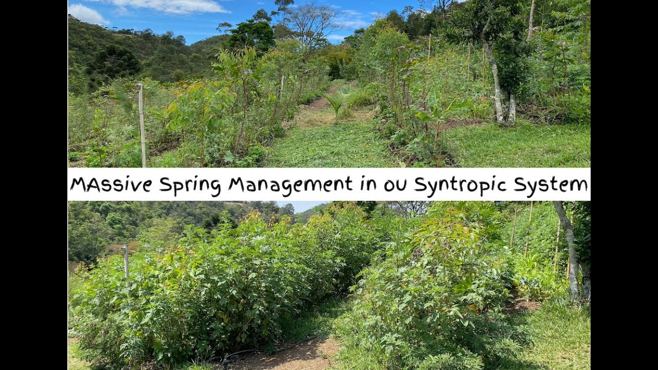 Massive Spring Management in Our Syntropic System - 90% of organic matter down...