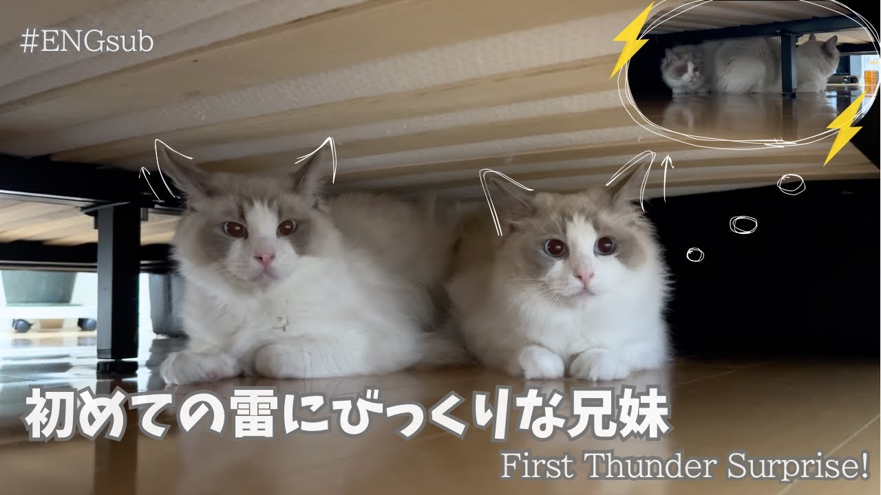 怖い時こそ一緒にいる兄妹猫 【雷】【ENGsub】