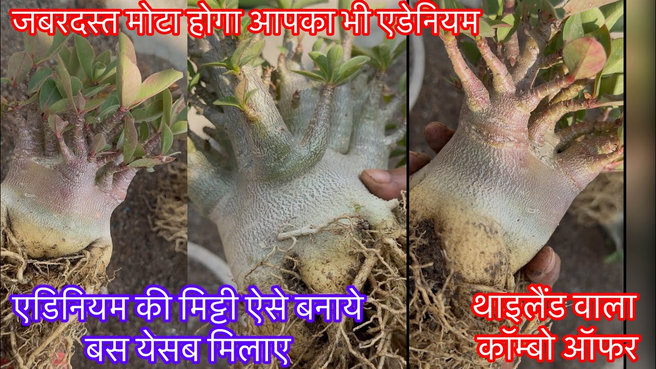 fabruary के पहले तुरंत करे एडिनियम पे ये काम,मिट्टी में बस इतना मिलना है फिर कमाल देखे,#fattycodex 