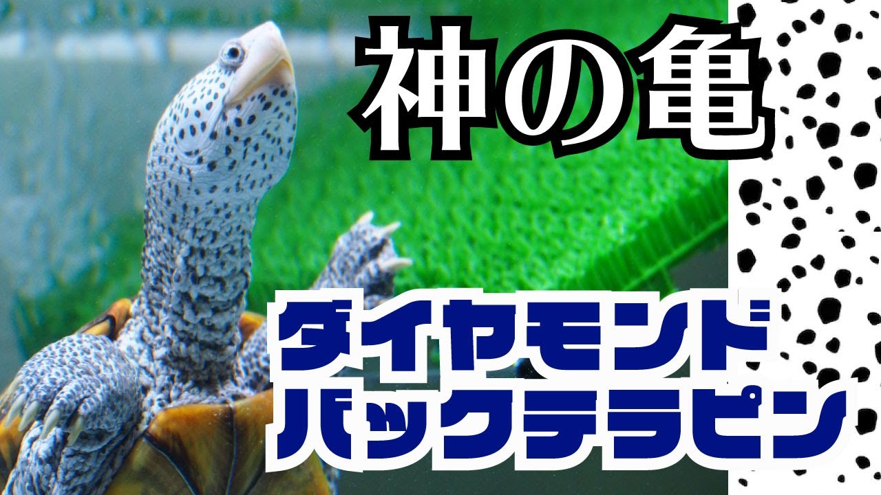 【かわいい】知る人ぞ知る可愛さ。テラピンを愛でる