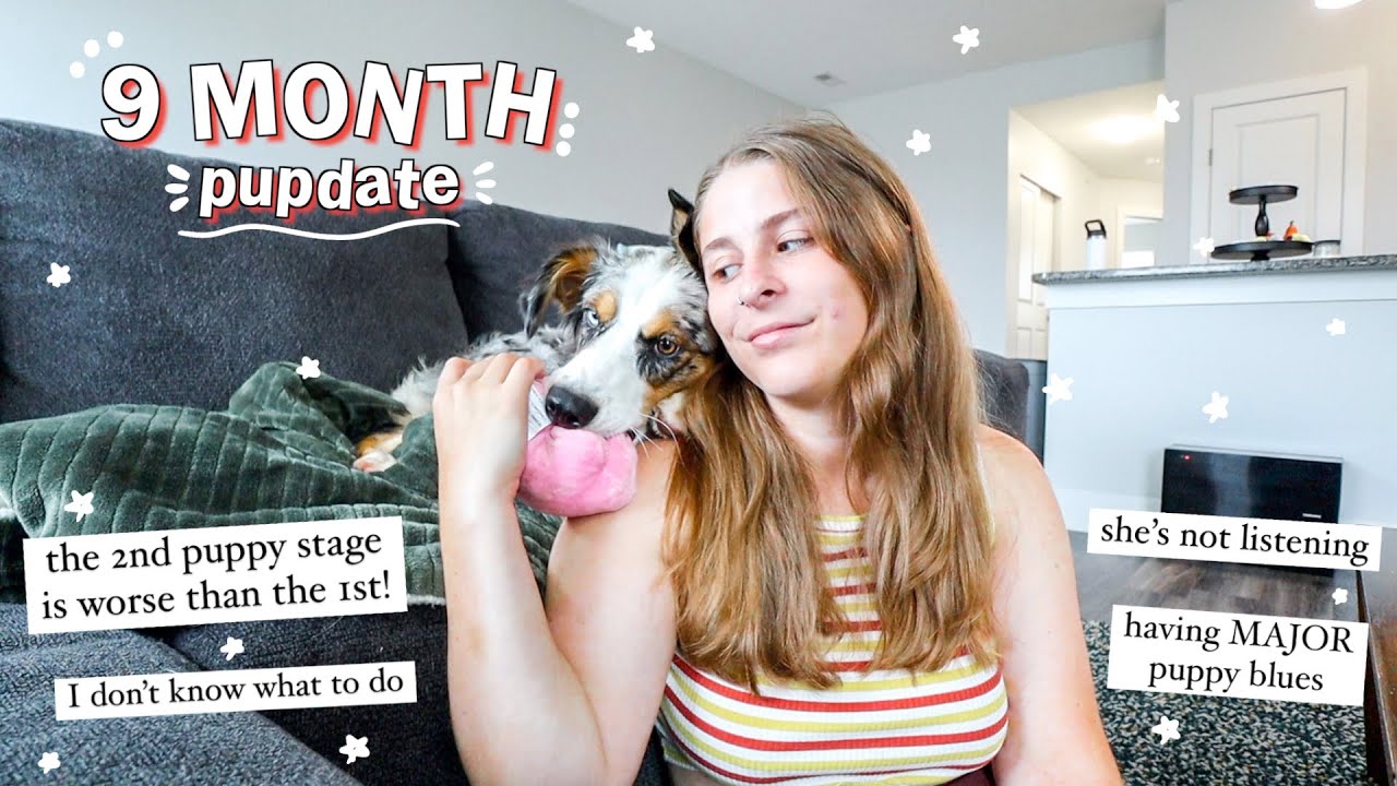 The Terrible Teenage Phase of a 9 Month Old Australian Shepherd | 9 Month Pupdate | puppy blues