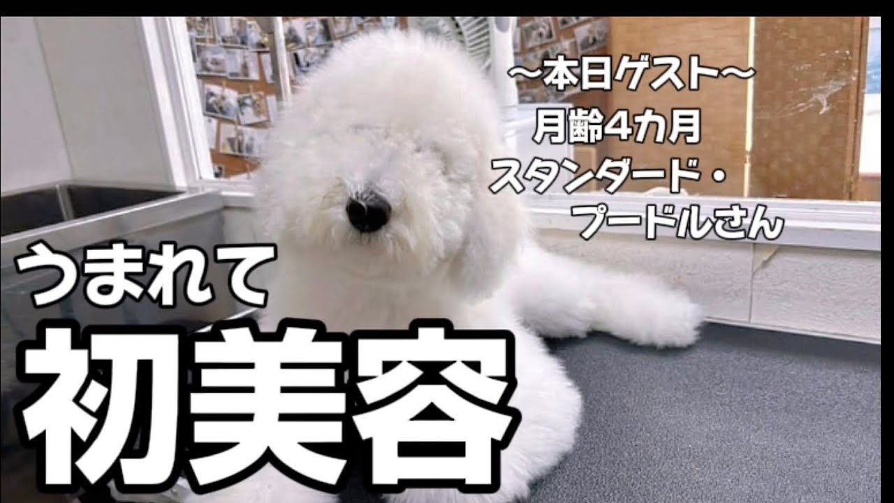 祝！うまれて初美容！月齢4カ月スタンダード・プードルさんトリミングデビュー！