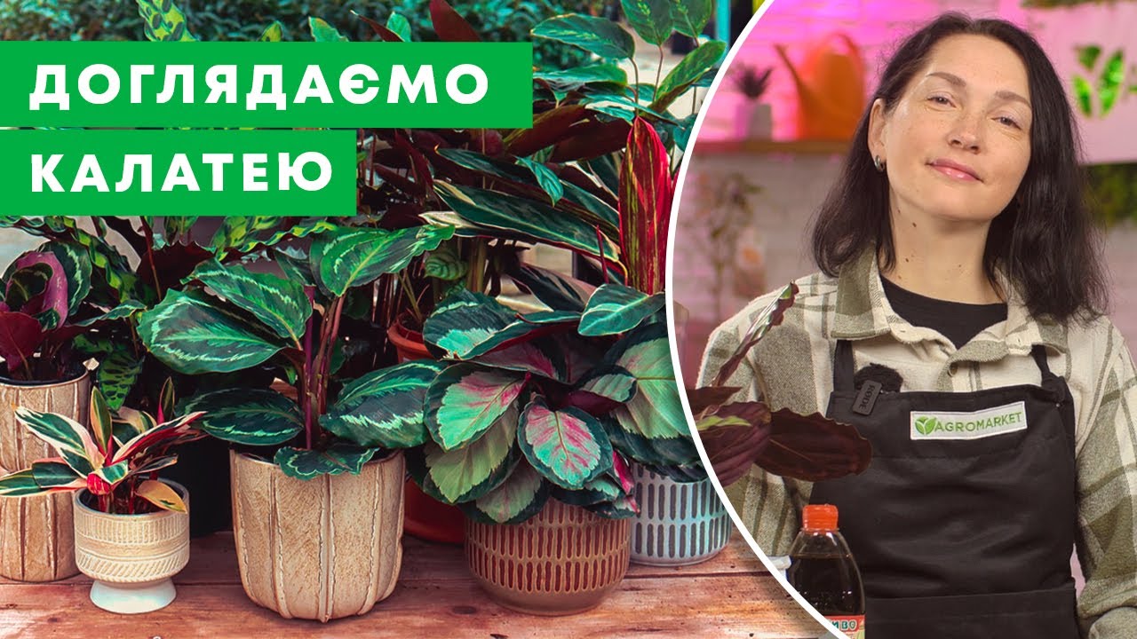 КАЛАТЕЯ | Молитовна рослина. Догляд та розмноження в кімнатних умовах | Agro-Market.ua