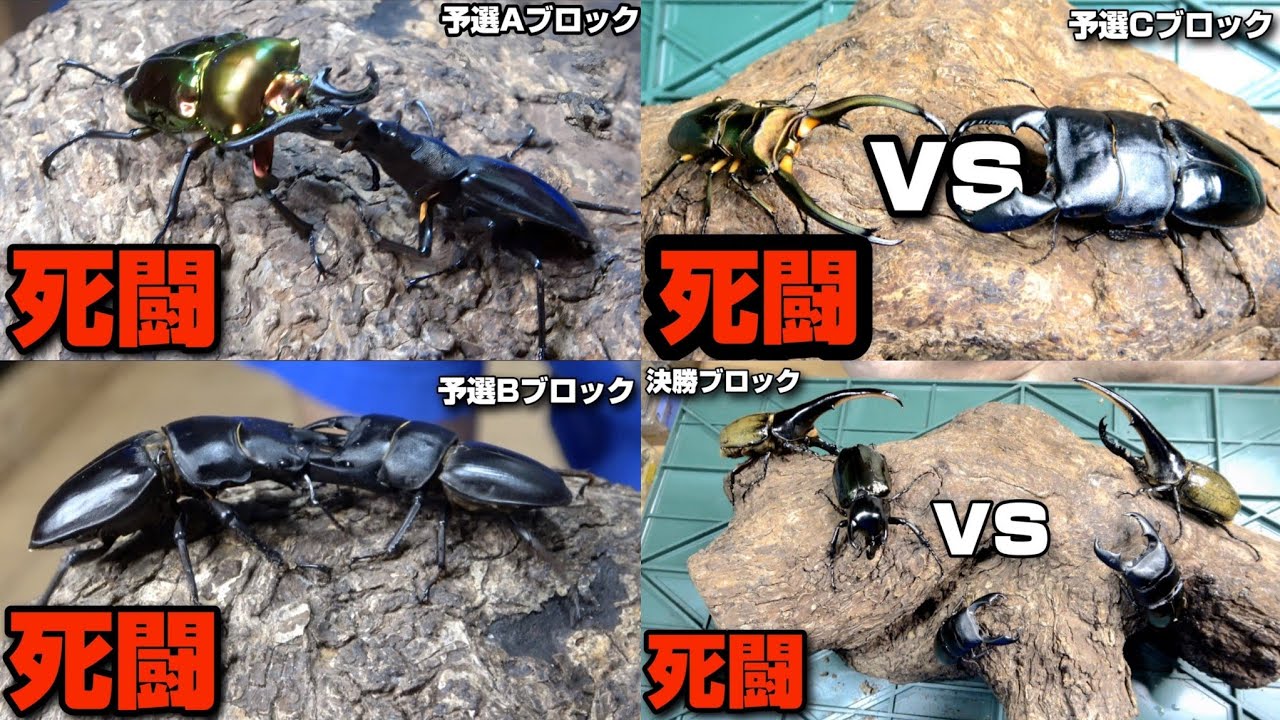 カブトクワガタ20匹の中で最強を決めたら死闘の連続すぎた【総集編】