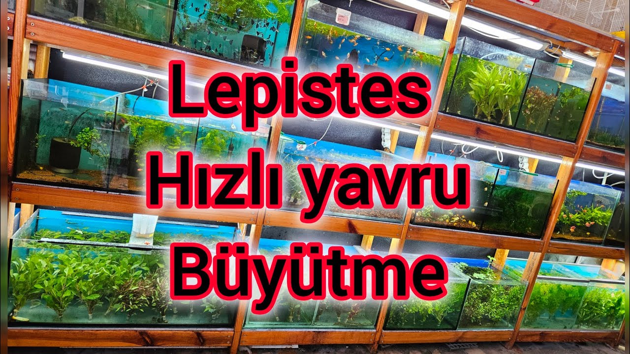 Lepistes Yavrularını Hızla Büyütmenin sırları . Sağlıklı ve Büyük Lepistesler İçin Taktikler