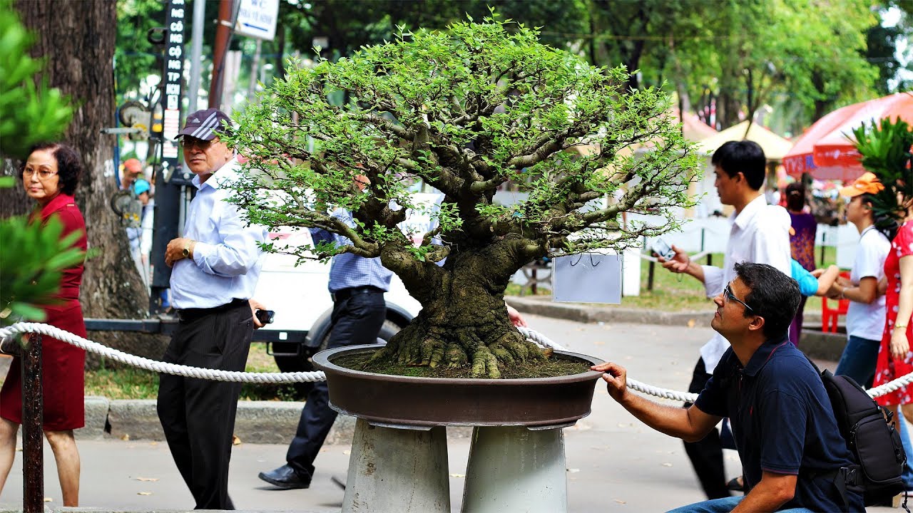 Taiwanese Bonsai - Vietnamese Bonsai Exhibition