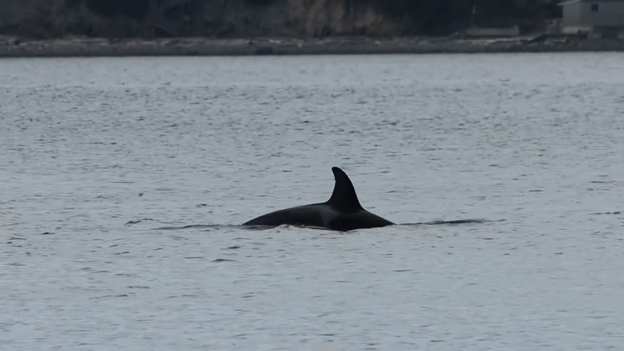 T46 (with T65A5) Orcas in Penn Cove