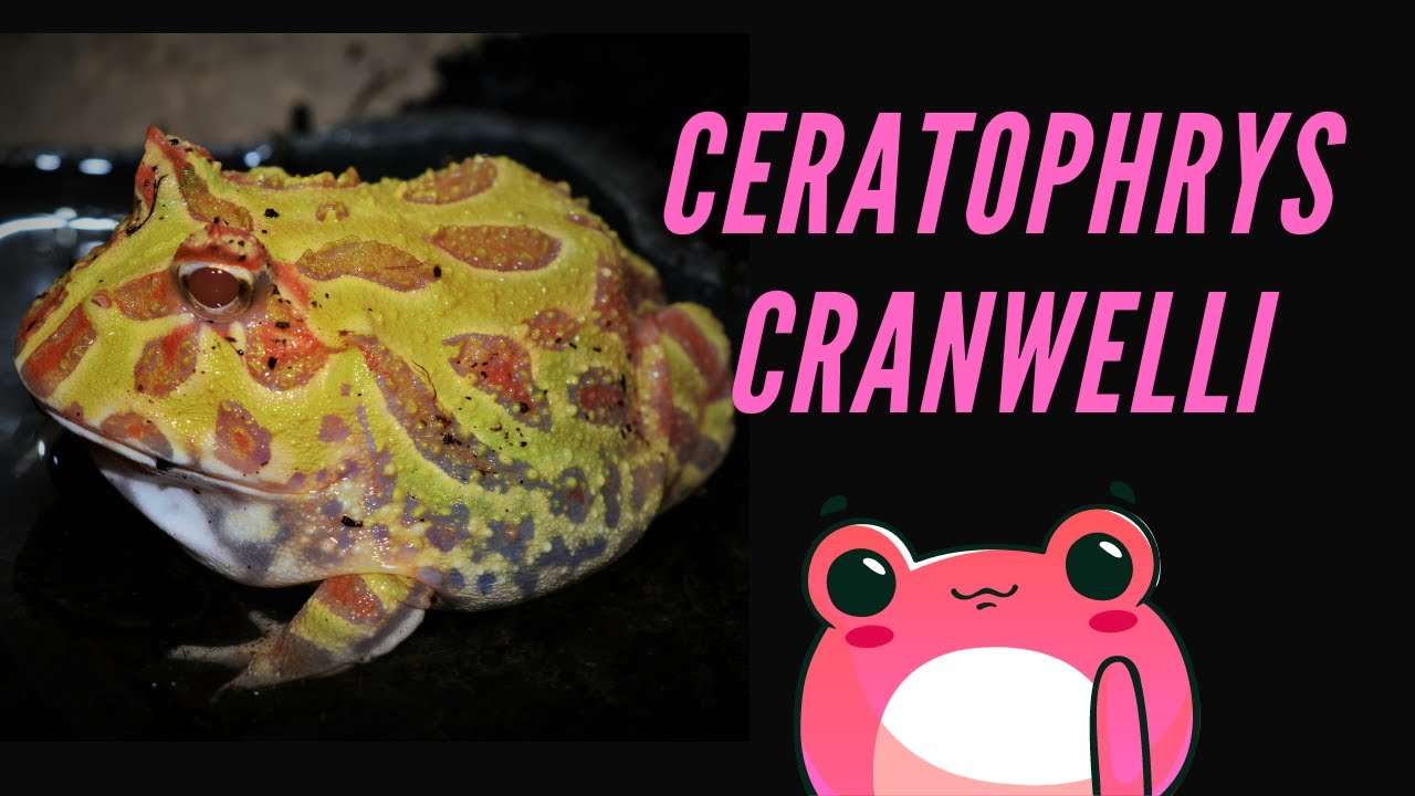 CERATOPHRYS CRANWELLI : PRÉSENTATION & INSTALLATION. Pacman frog, la grenouille cornue de Cranwell