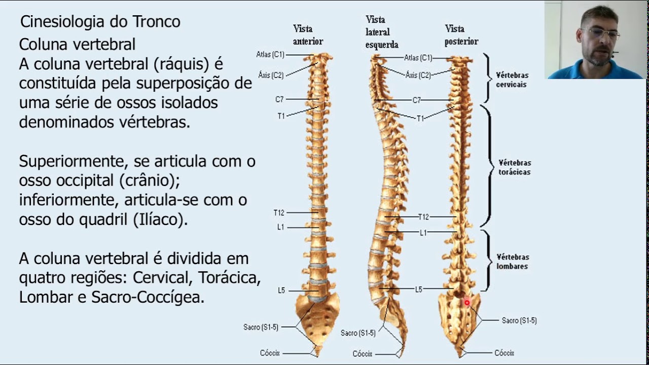 Cinesiologia do tronco - Prof. Túlio Banja