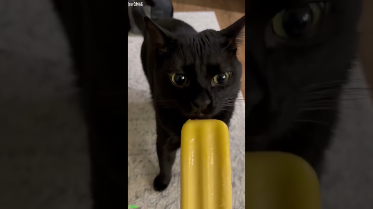 Cute Cats 🐕 Cute Cats Kittens 😸 # Ep 6937