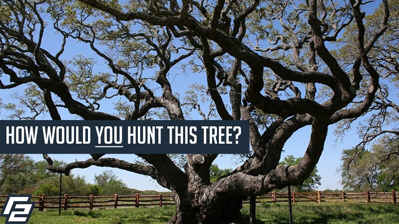 What trees work best for Saddle Hunting?