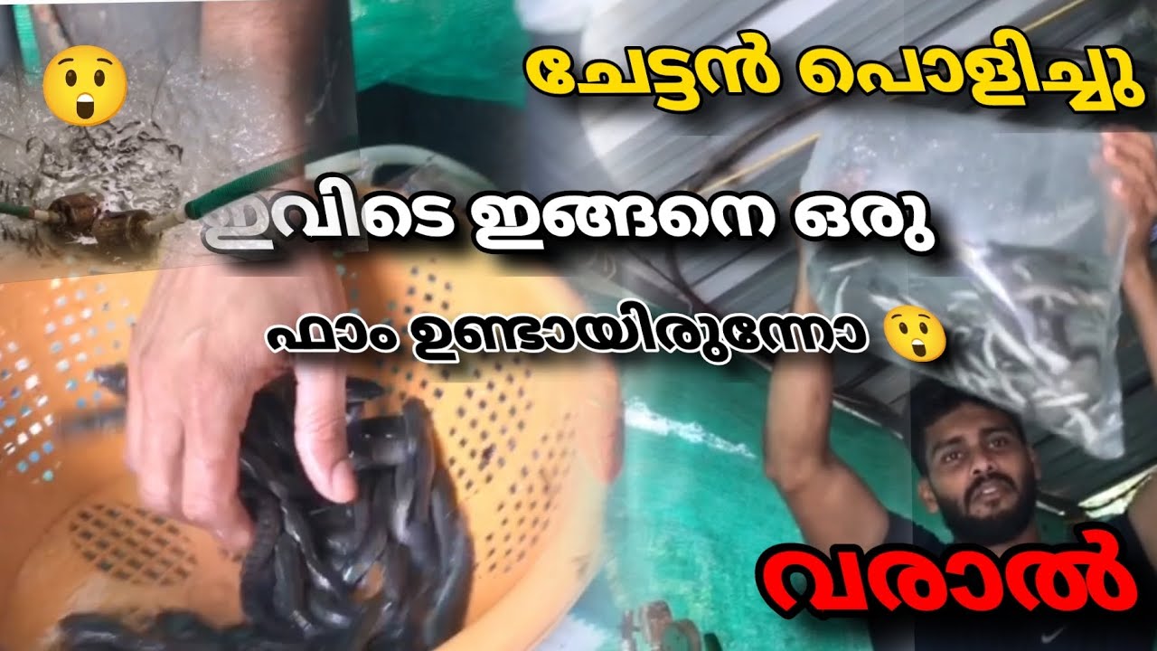 😮ഇത് ഏതാ മീൻ 