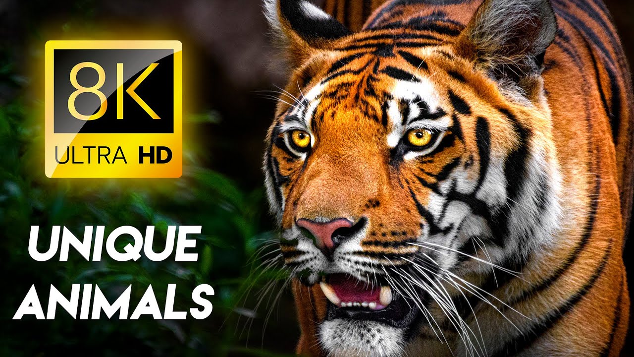 8K ANIMAL MARVELS: Earth's Hidden Creatures 8K VIDEO ULTRA HD #8K #ANIMAL #NATURE