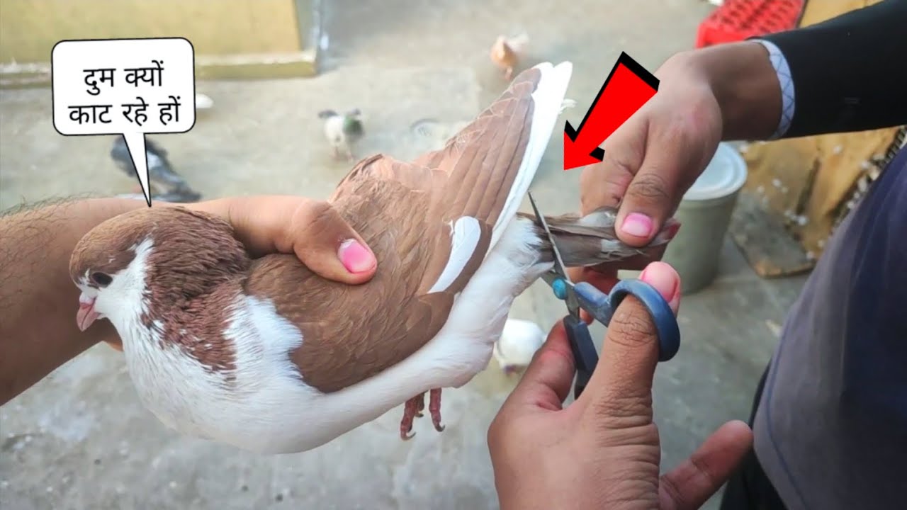 कबूतर की दुम काटने के फायदें | Kabootar Ke Dum Kyu Katte He❣️🕊