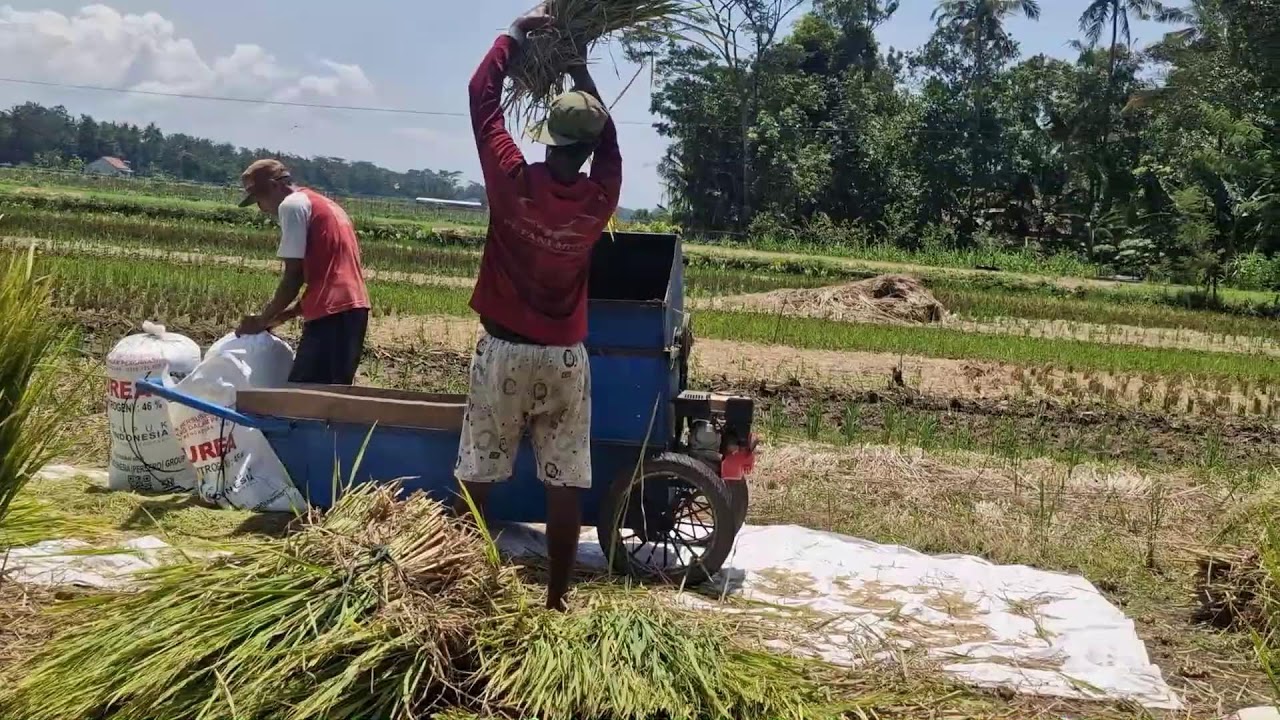 SMART IDEA: CUT HUNDREDS OF STRAW STALKS INSTANTLY WITH A SHARP KNIFE! - Agriculture Gardening