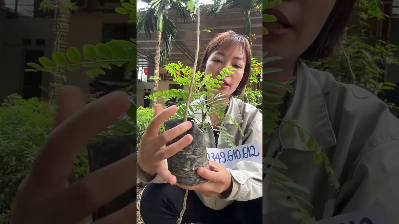 0349.610.612 cây giống bồ kết ghép