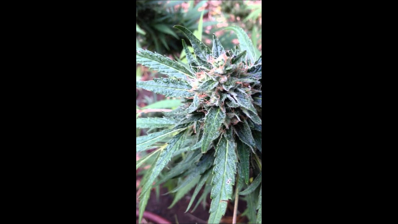 East bay outdoor grow