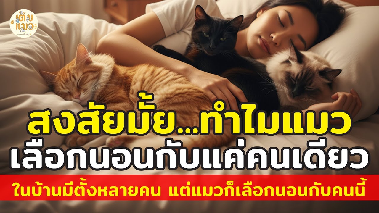 สงสัยมั้ย...ทำไมแมวนอนกับแค่คนเดียว | ในบ้านมีตั้งหลายคน แต่แมวก็เลือกนอนกับคนนี้เท่านั้น | เติมแมว