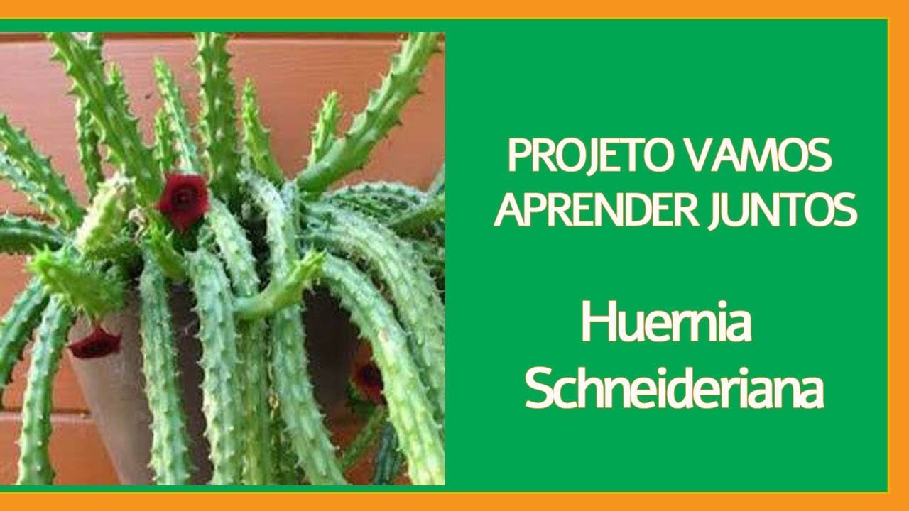 Huernia schneideriana  #vamosaprenderjuntos