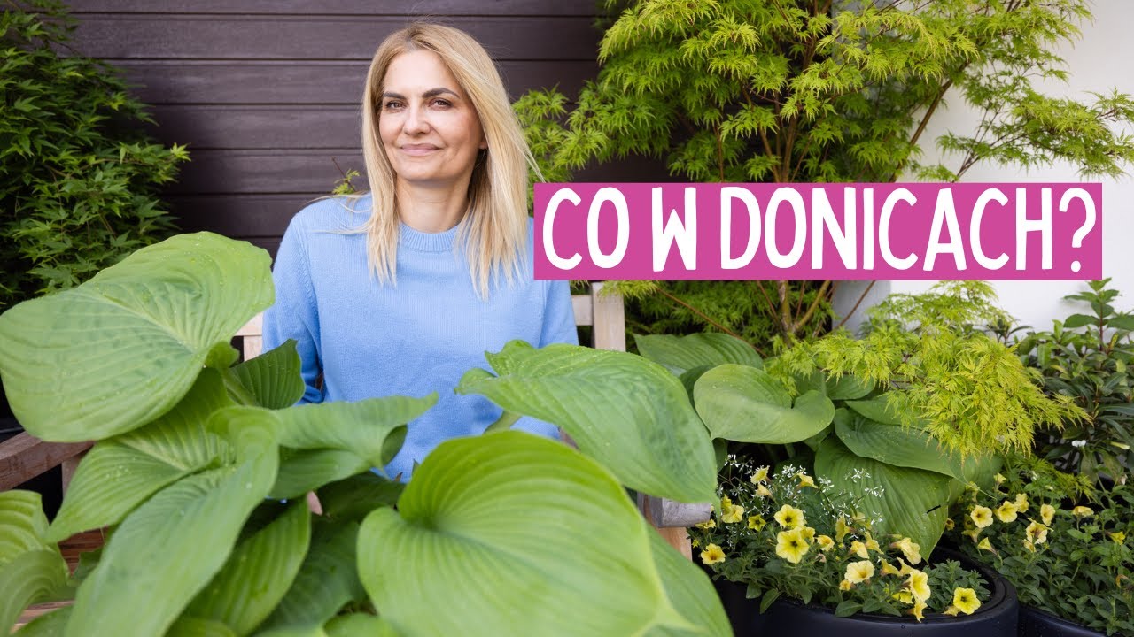 Pomysły na Ogród w Donicach: Drzewa, Krzewy, Byliny i Rośliny Jednoroczne