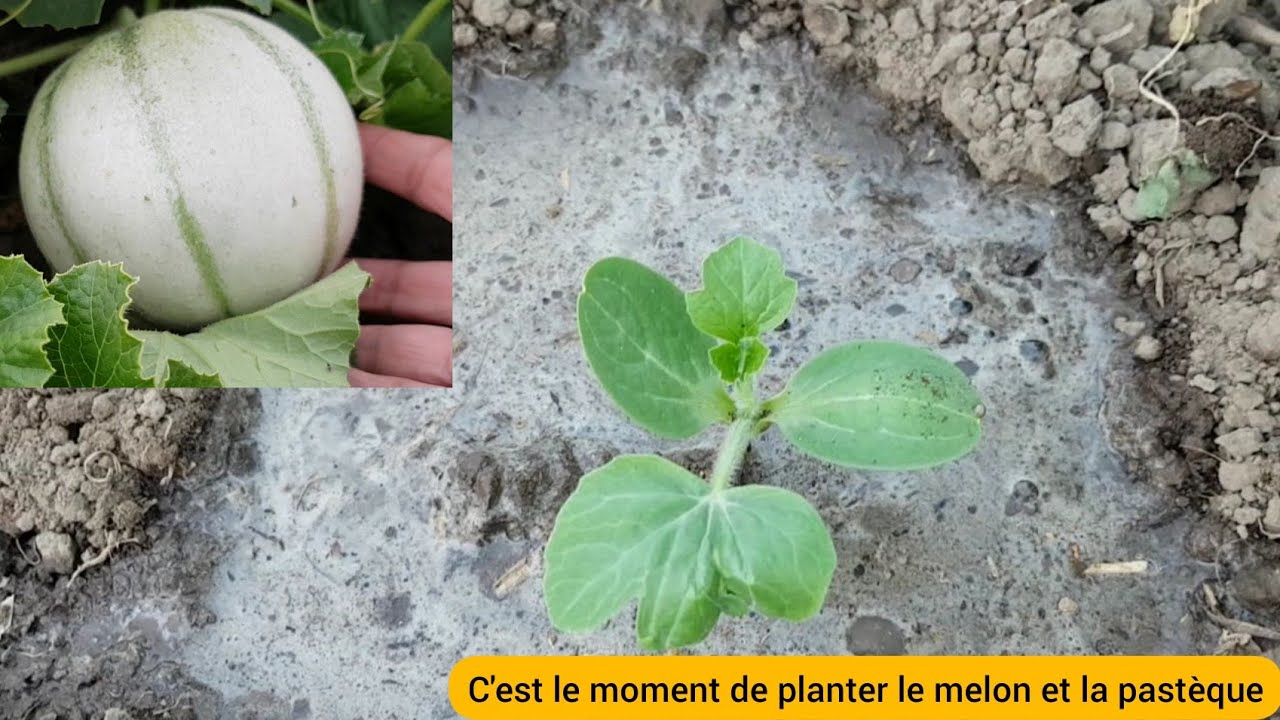 Comment je plante le melon et la pastèque ?  2022