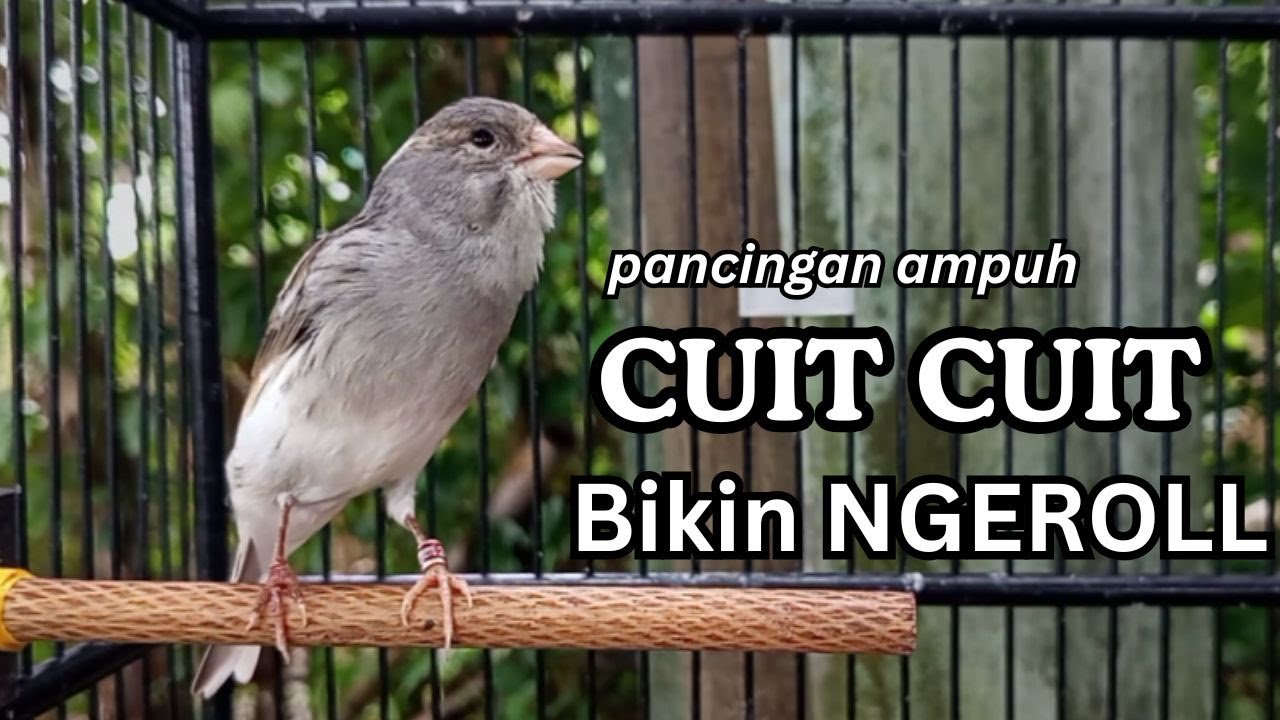 PANCINGAN EFEKTIF, KENARI PAUD, KENARI MUDA Cocok untuk Masteran  Kenari Macet BUNYI agar GACOR