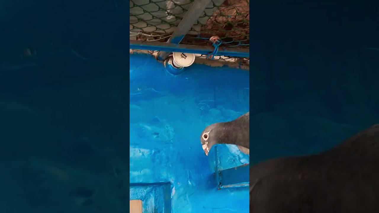 racing pigeon beautiful good flying 