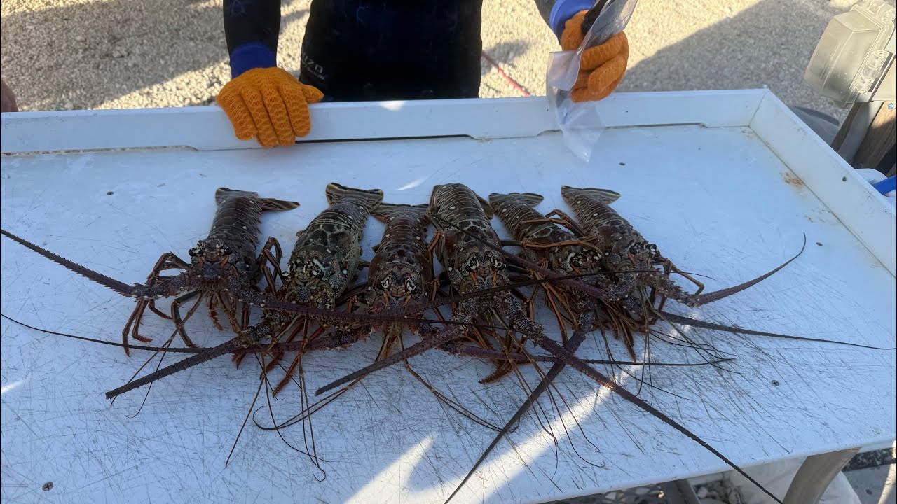 Catching Lobster in the Keys #lobster #diving 