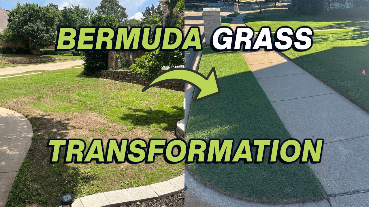 Bermuda Grass Lawn Transformation From Weeds + St Augustine (Texas)
