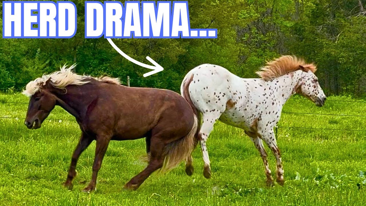 Excitement! Putting ALL My Horses Together!