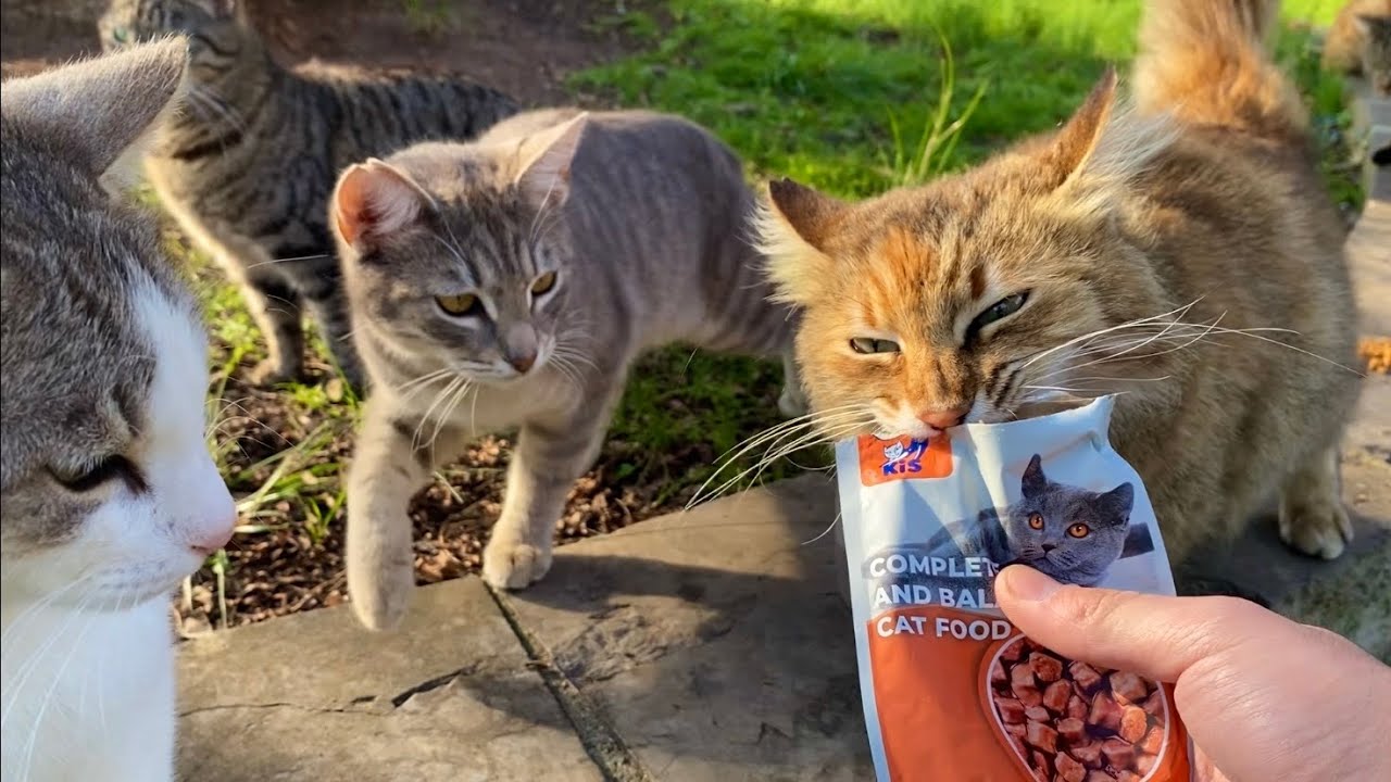 The cats fought each other over wet food.