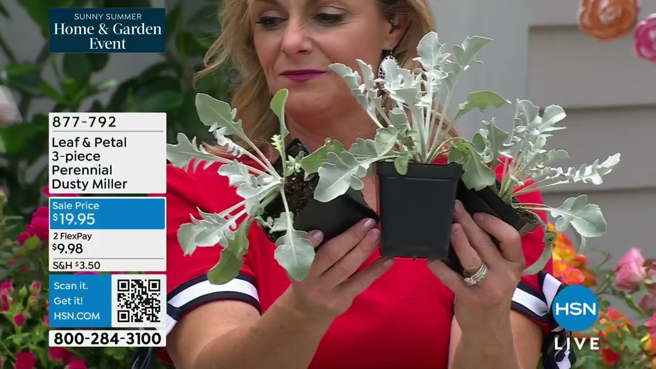 Leaf   Petal 3Piece Perennial Dusty Miller