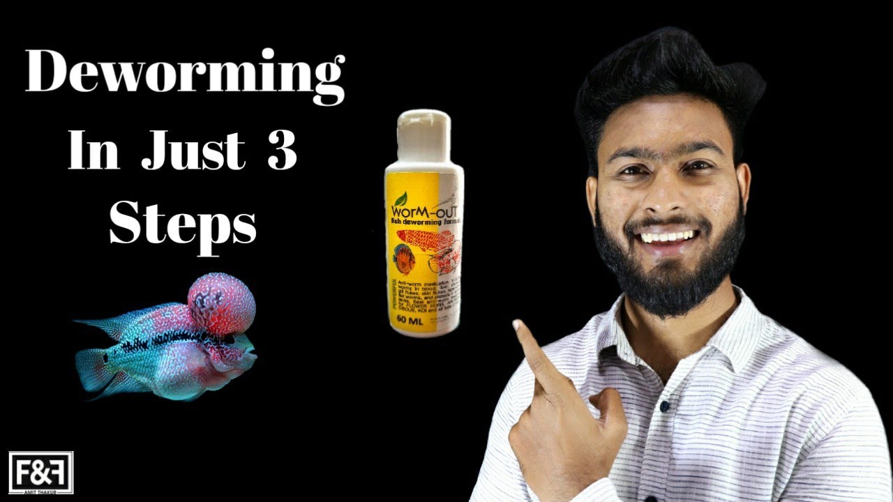 HOW TO : Deworm a Flowerhorn Fish /  In Just 3 Simple Steps / In Hindi