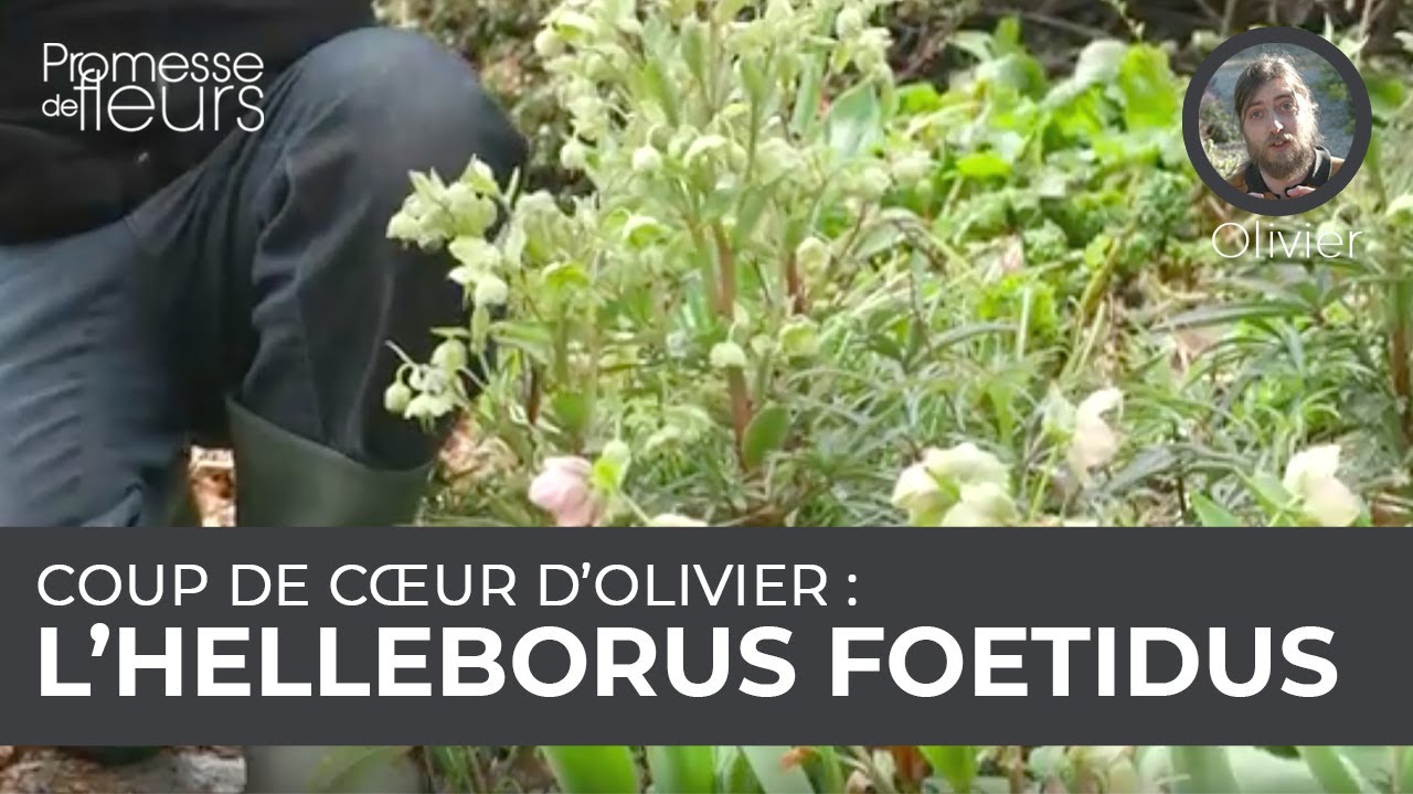 Coup de c&oelig;ur d'Olivier : l'hell&eacute;bore foetidus