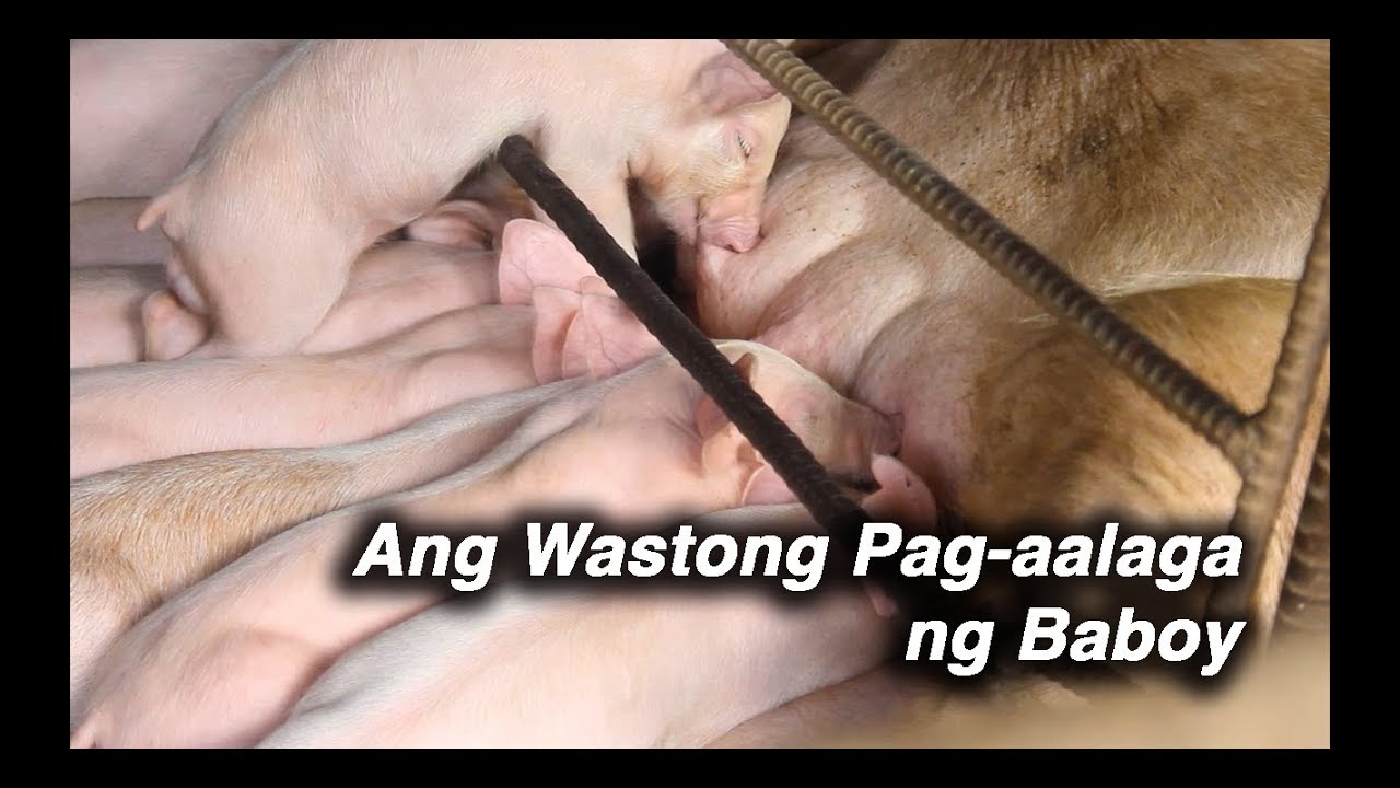 Babuyan ng mga kampeon